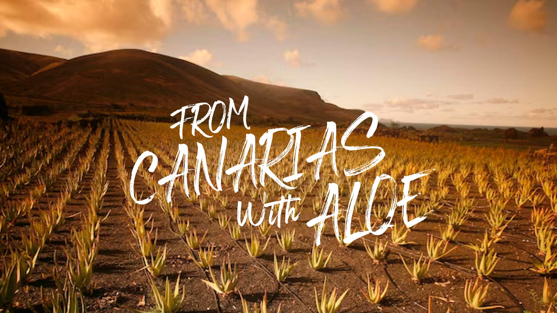 Productos de Aloe Vera